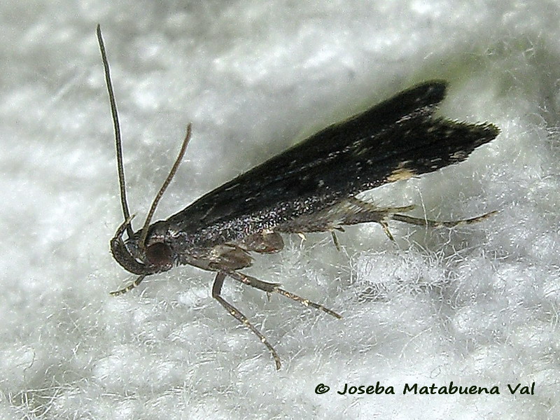 Dichomeris alacella - Gelechiidae ??